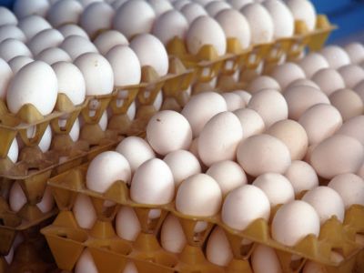 venta de huevos blancos